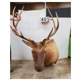 Mounted Elk Head