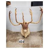 Mounted Caribou Head