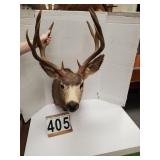 Mounted Mule Deer Head