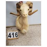 Mounted Dall Sheep