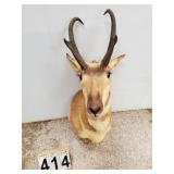 Mounted Pronghorn