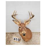 Mounted White Tail Deer w/ Acorn Horn