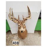 Mounted White Tail Deer