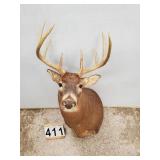 Mounted White Tail Deer