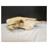 21x9x8 Cow Skull