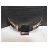 16" Mounted Bull Horns