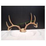 9-Point Antler