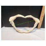 Bull Shark Jaw