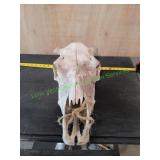 Weathered Cow Skull