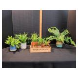 Lot of Decorative Succulent Plants