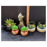 Lot of Succulent Plants