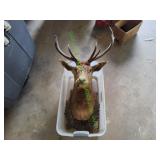Vtg 1950 8-Point Mount From Bavaria