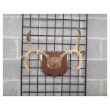 Whitetail Deer 8-Point Antler Mount