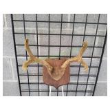 Mounted Antlers