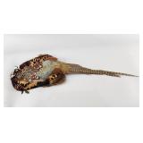 Whole Ring Neck Pheasant Skin Fly Tying Material