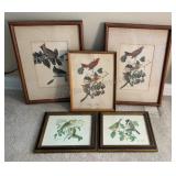 Vintage Framed Prints Of Assorted Birds