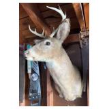 Vintage 8 Point Deer Mount