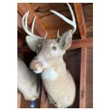 Vintage 8 Point Deer Mount