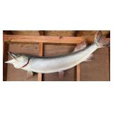 Vintage Mounted Northern Pike 38 inch