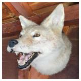 Vintage Coyote Mount