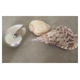 Assorted Big Sea Shells