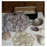 Barnacle and Assorted Sea Shells