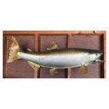 Taxidermy Fish Salmon  37 inch