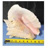 Queen Conch shell.