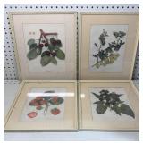 Framed Fruit Prints 12.5x15