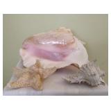 Assorted Sea Shells