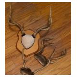 Group Deer Antler Mounts