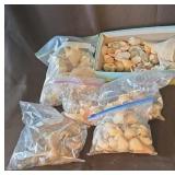 Large lot of sea shells.