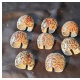 Tiger Cowrie shells cut for napkin holders.