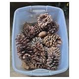 Tote of large pine cones