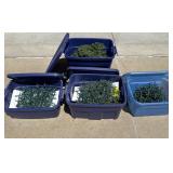 4 Tote of Outdoor Lights & Garland