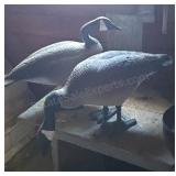 Plastic Canada goose decoys.
