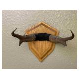 Mounted Antlers