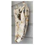 Alligator Or Crocodile Skull Skeleton