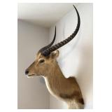 Lechwe African Antelope Shoulder Mount Taxidermy