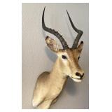 Zambian African Impala Taxidermy shoulder Mount