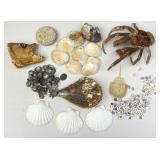 Aquatic Eco Skeletons, Seashells Collectible Decor