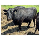 Tag # 4 Black Polled Dexter Cow