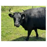 Tag #2 Black Horned Dexter Cow