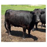 Tag #3 Black Polled Dexter/Lowline Cow