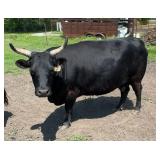 Tag #7 Black Horned Dexter Cow