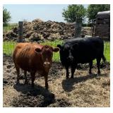 2  Dexter Polled Heifers: open