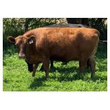 Tag #5 Red Polled Dexter Cow