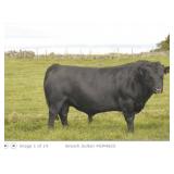 3 Straws of DR936 BREOCH SULTAN