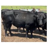 Black Polled Yearling Dexter Bull