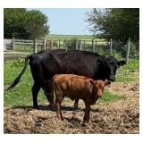 Tag #6 Black Polled Dexter Cow/Red Calf Pair